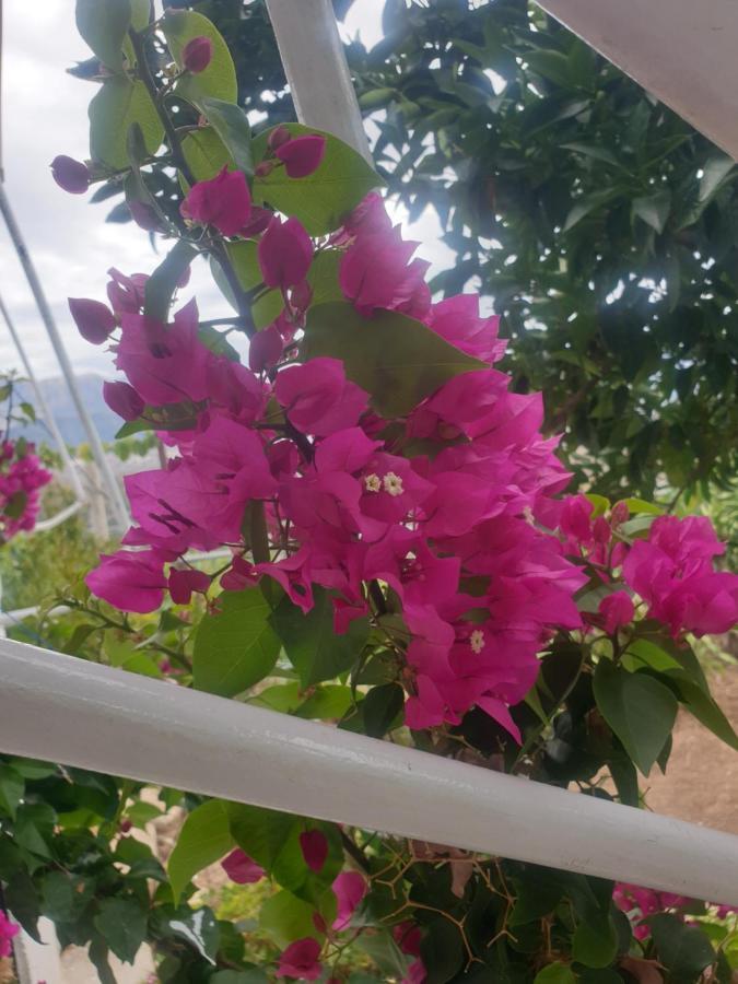 Sarandë Rosemary House旅馆 外观 照片